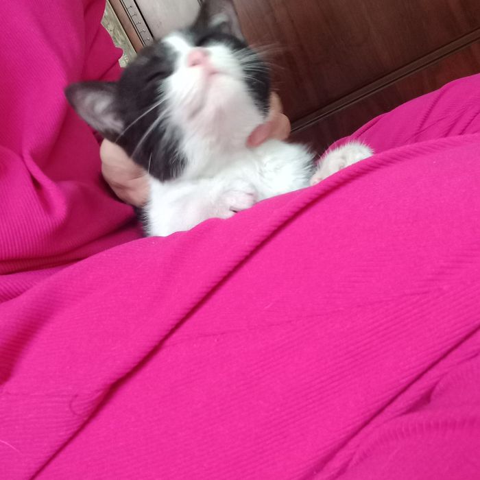 Мушукча хадияга берилади