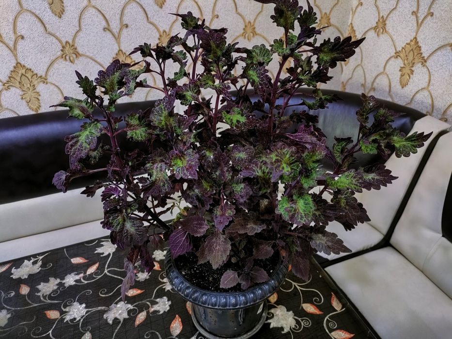 Колеусы, доставка