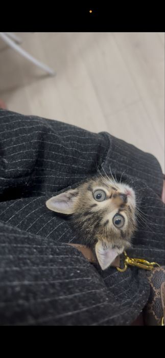 Отдам котят в хорошие руки)