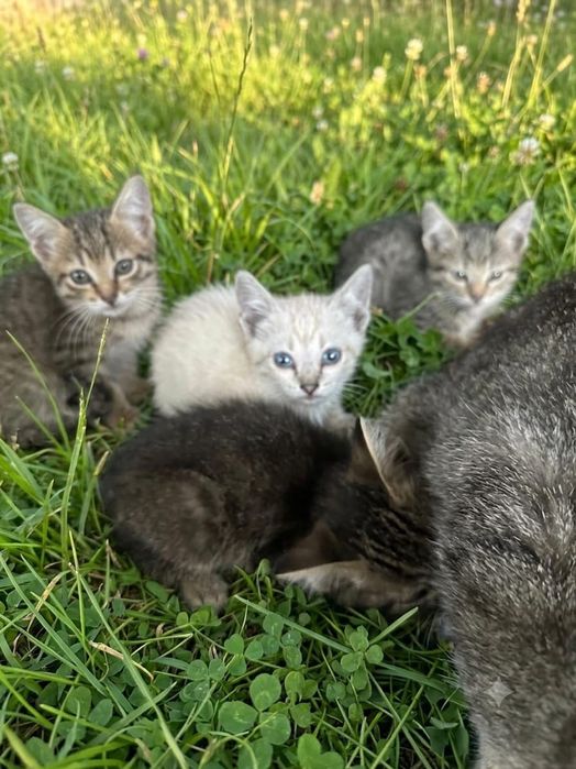 Отдам котят в добрые руки
