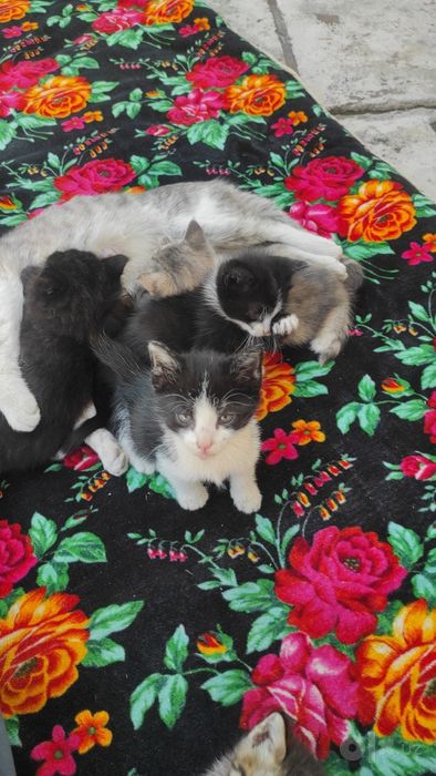 Кошки отдам бесплатно