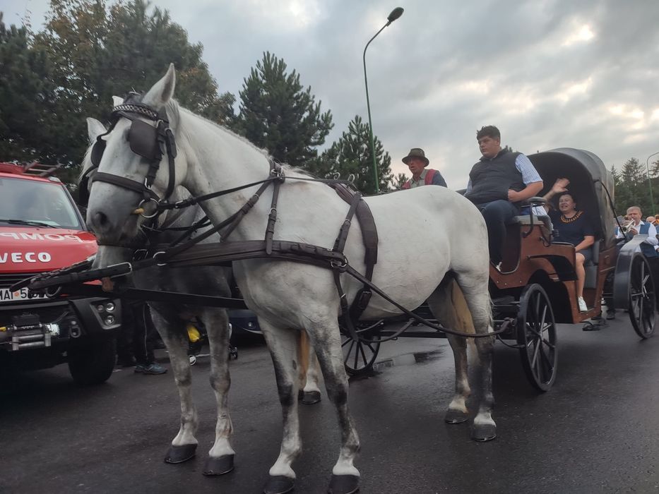 Vand iapă 9 ani, gestanta