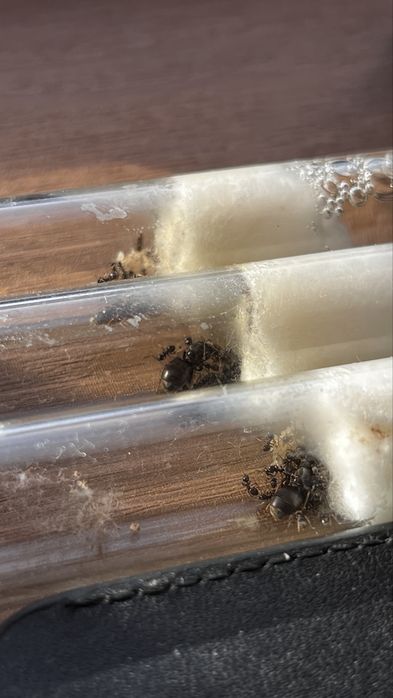 Муравьи lasius niger, садовые муравьи