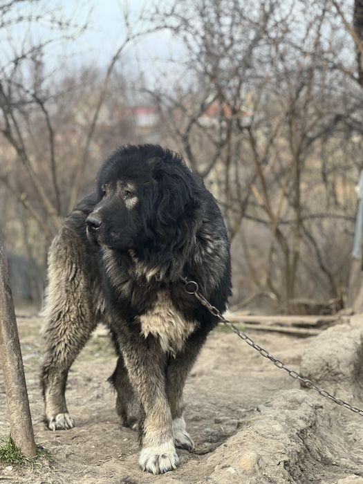 Mascul Ciobanesc Caucazian