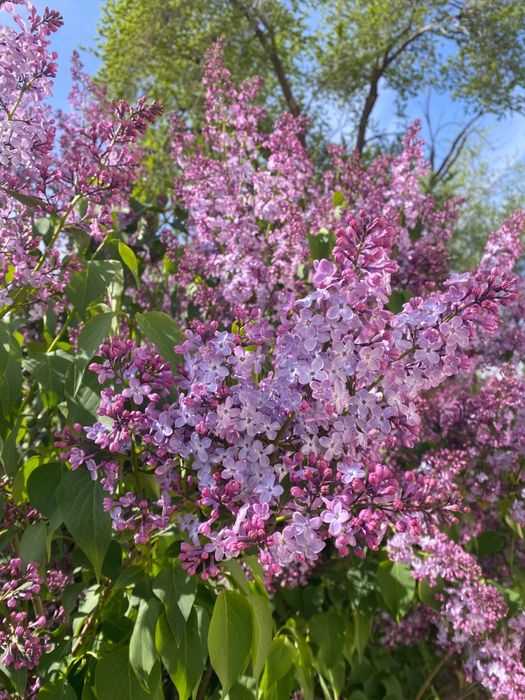 Свежие букеты сирени