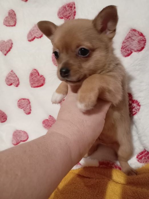 Ппродам щенка, мальчик той терьер