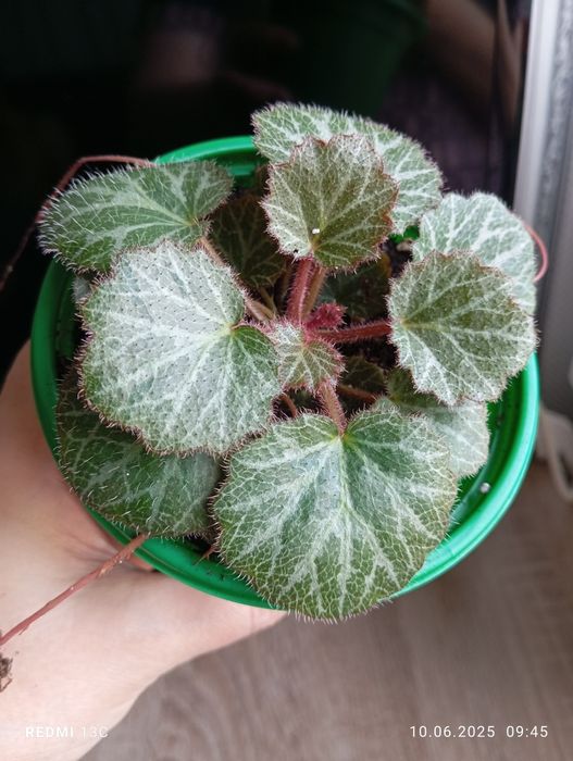 Продам цветы по 1000 тенге