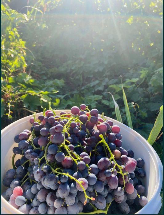 Vând struguri pentru vin