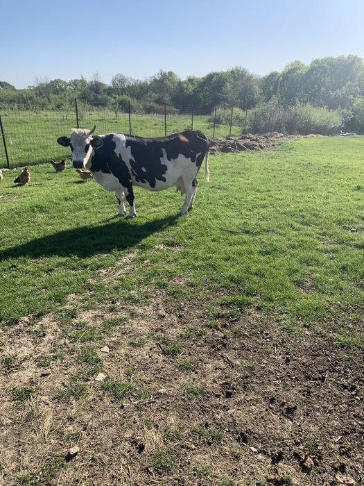 Vaca matură gestanta