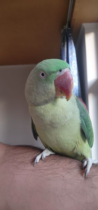 Александриские попугай пара