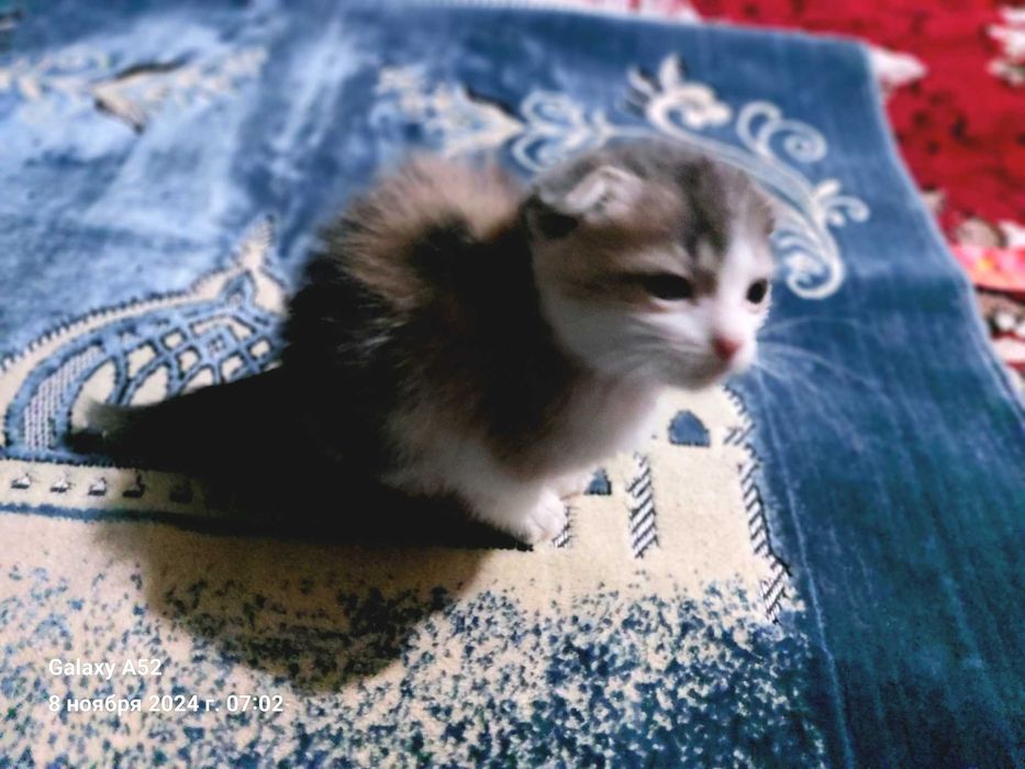 Мушук севувчилар учун мехрибон мушук.