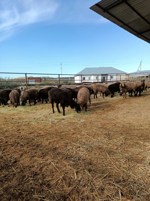 Бараны, койлар