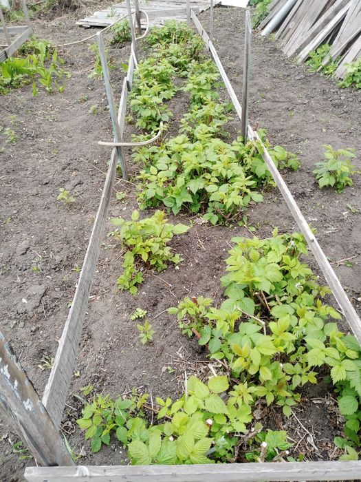 Продам малину  затобольск
