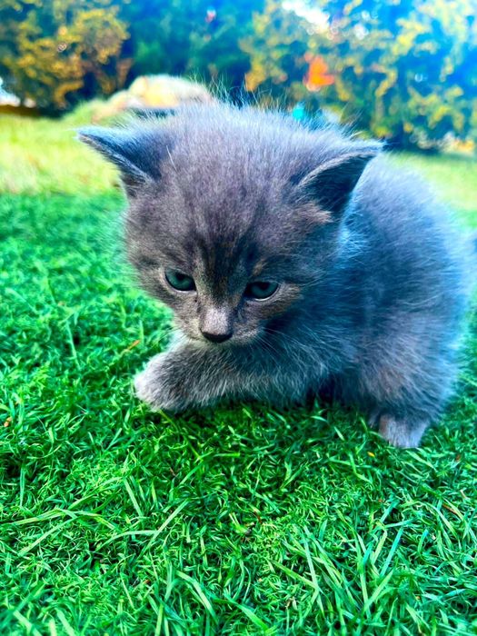 Продам британцев