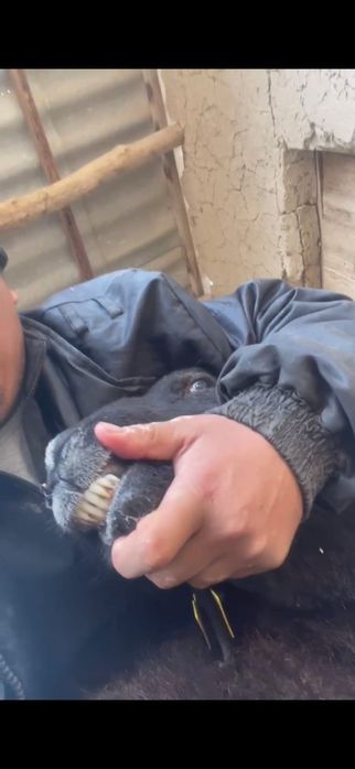 Қозылы қой сатылады.