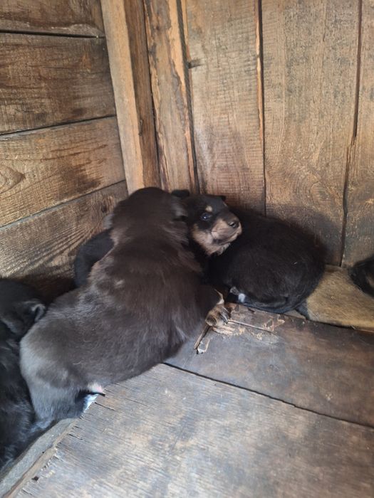 Отдам щенком в хорошие руки