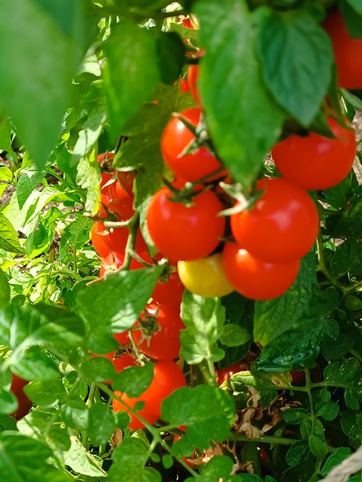 Продам помидоры разных сортов