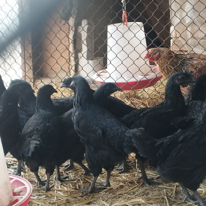 Продам куры домашние