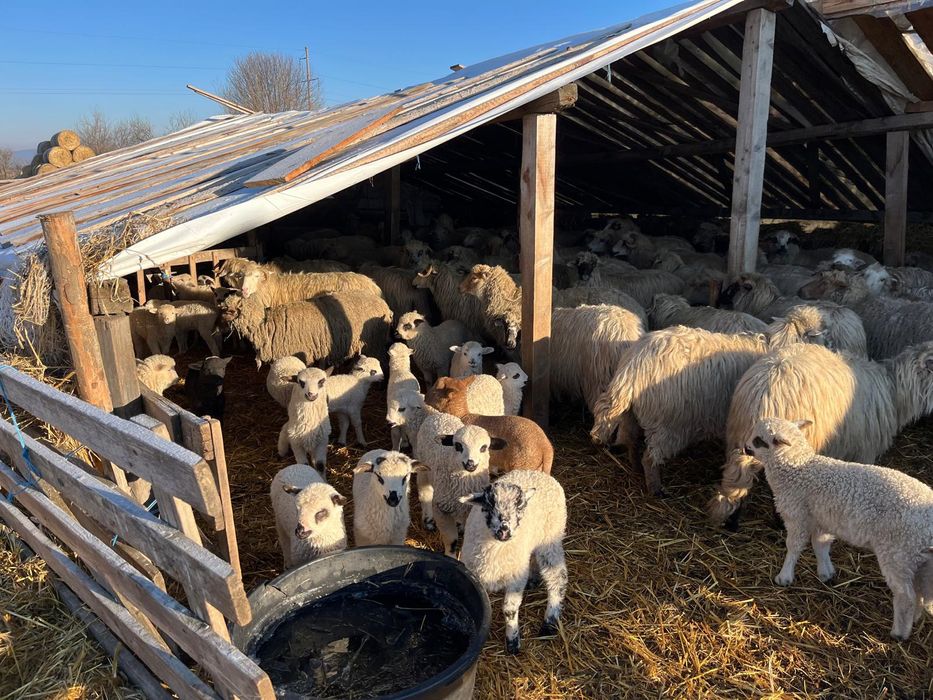 Oi țurcane de vanzare