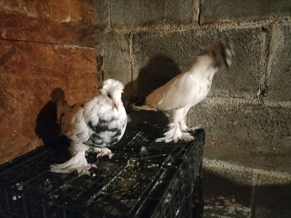 Vând porumbei Uriaș Maghiar..