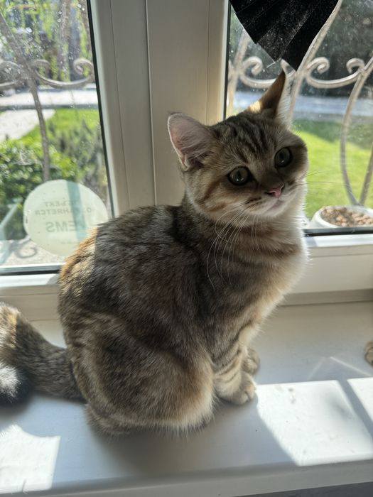 Продажа котят с родословной