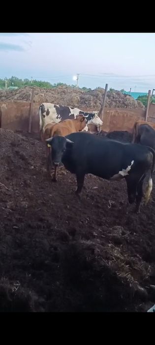 Продам 2х годовалого быка