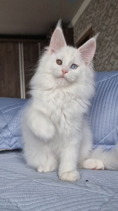 Котенок  мейн-кун девочка