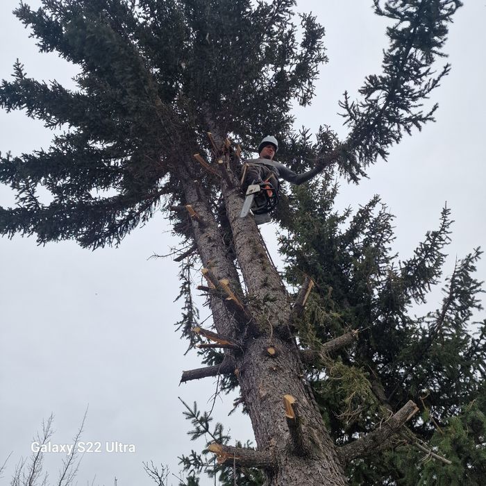 Спил деревьев спил дерева