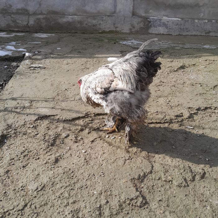 Брама хурозлари Энди кичкирган