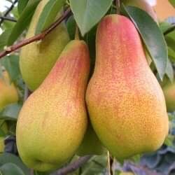 Pomi fructiefri clasici altoiti