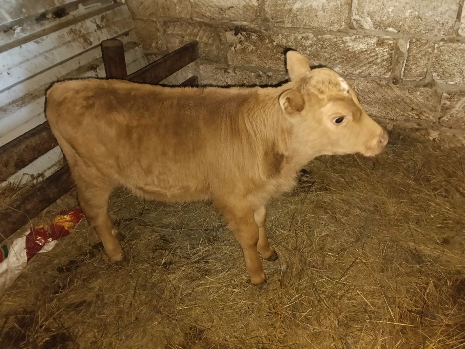 Бұзау сатылады...