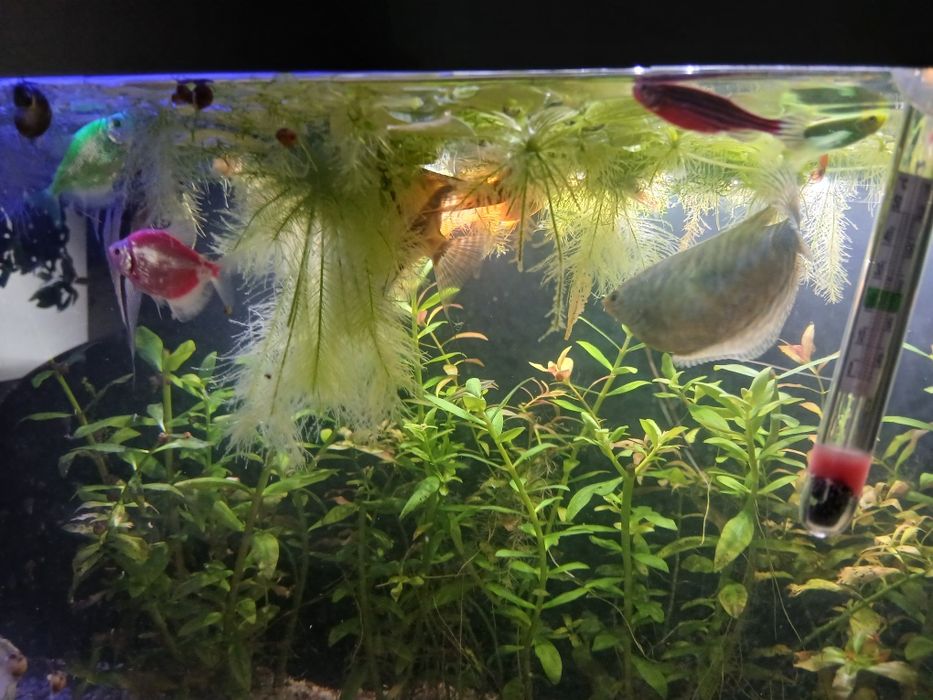 Аквариум с рыбками, полностью упакованный