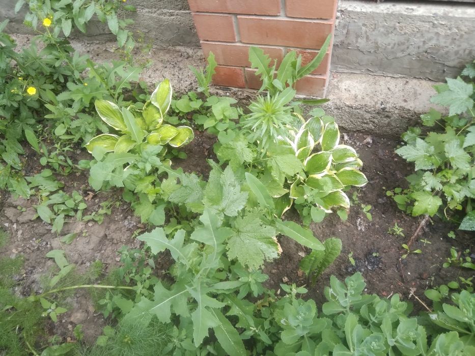 МноголетникиАстана