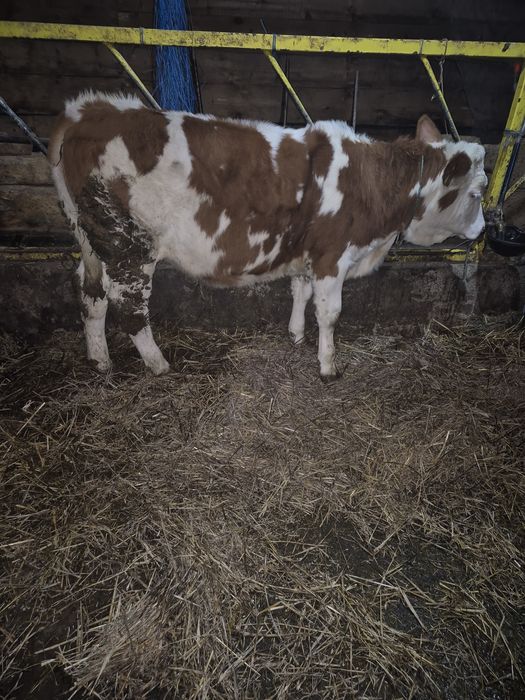 Vitea baltata romaniasca