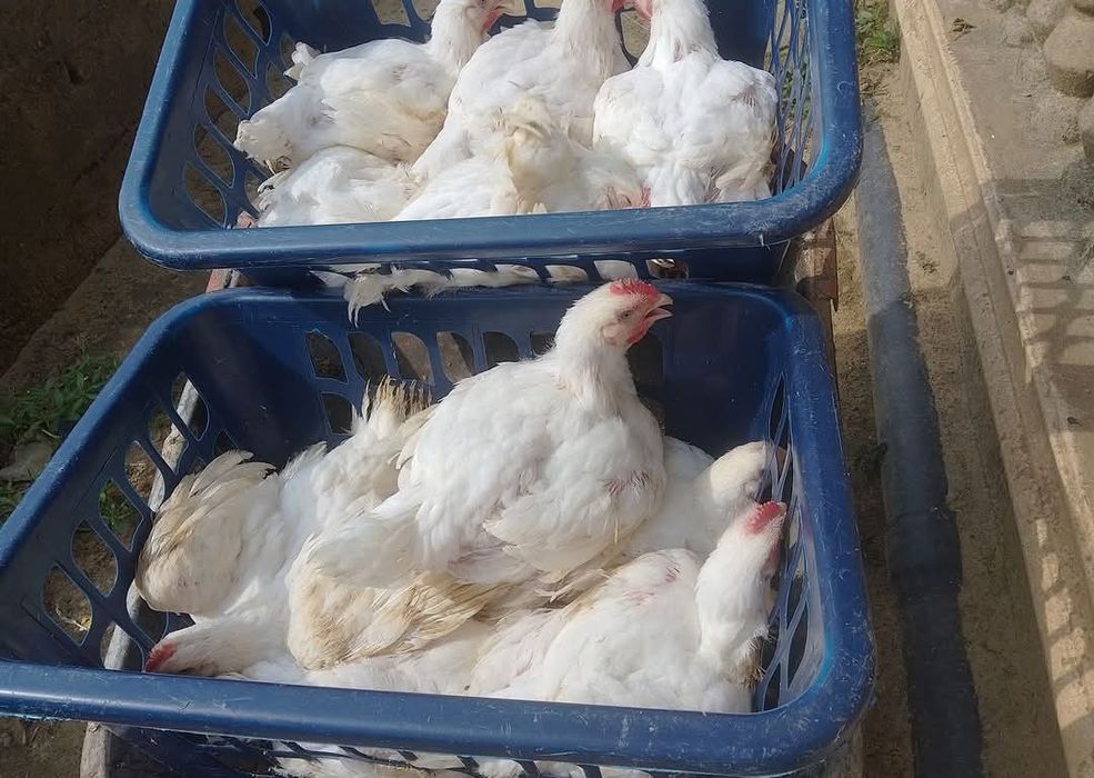 FERMA de pui Piatra Neamț SRL