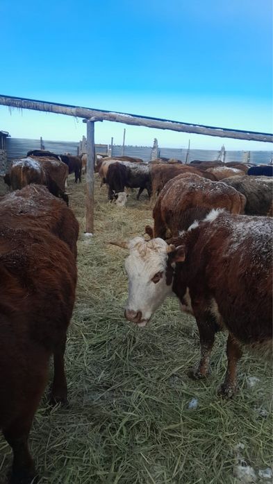 Оптом сиырлар сатылады