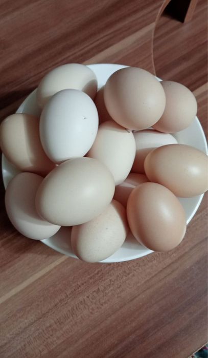 Продам инкубационные яйца.