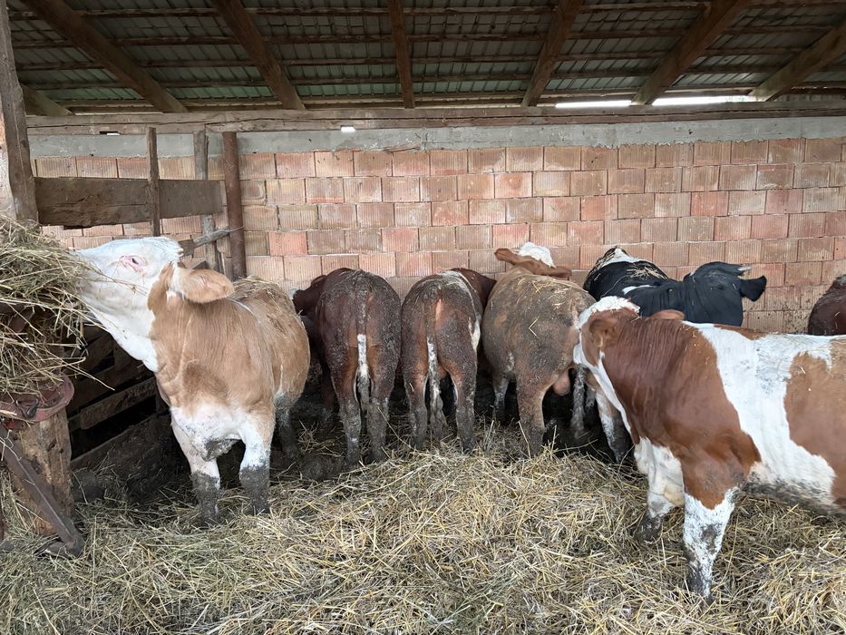 Vind vitei intre 200-300kg