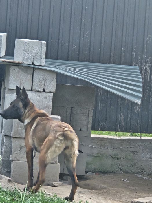 Продам бельгийский овчарка