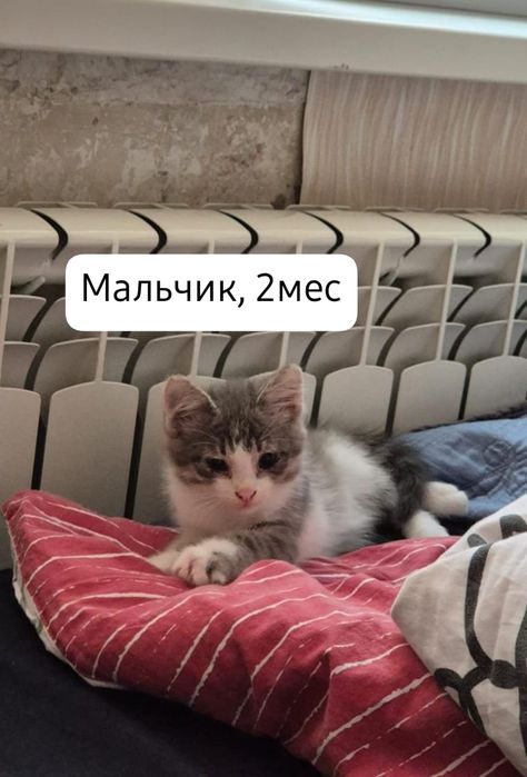 Котята бесплатно