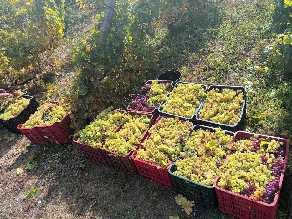Struguri de vin. Cu transport la domiciliu cantar omologat cu acte doveditoare