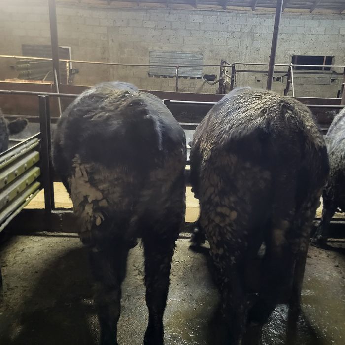 Продам 11 голов Ангусов