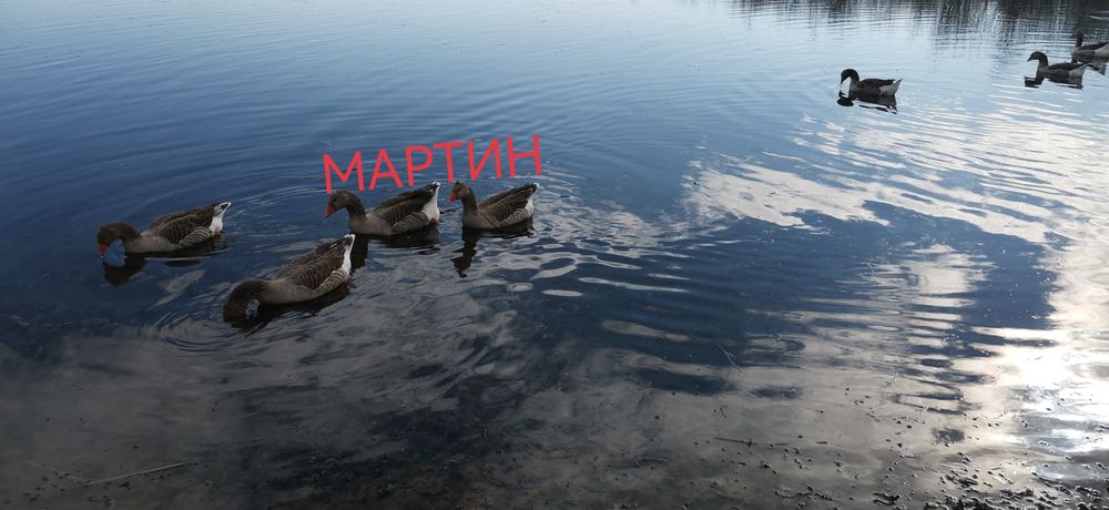 Яйца от гъски, гъши яйца