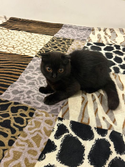 Котенок  шотландский