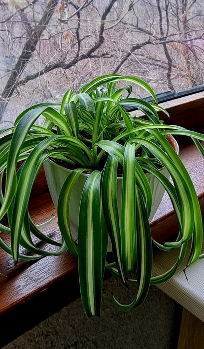 Комнатные растения