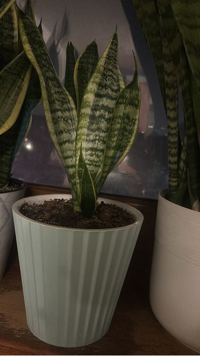 Цветы комнатные сансевиерия