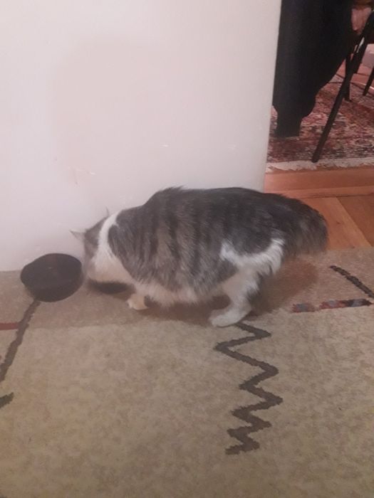 Даром отдаем кошка и котёнок