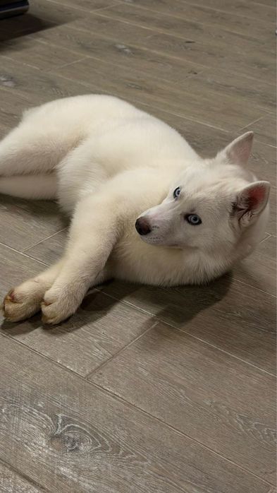 Сибирский хаский