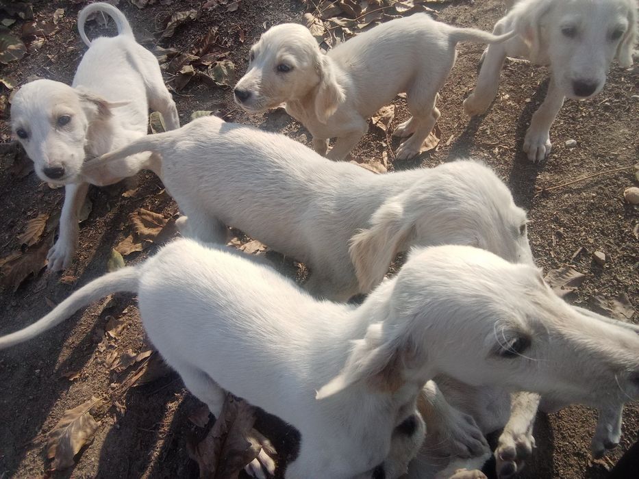 Продам щенков Тазы