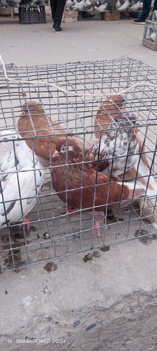 Продаю Николаевских голубей